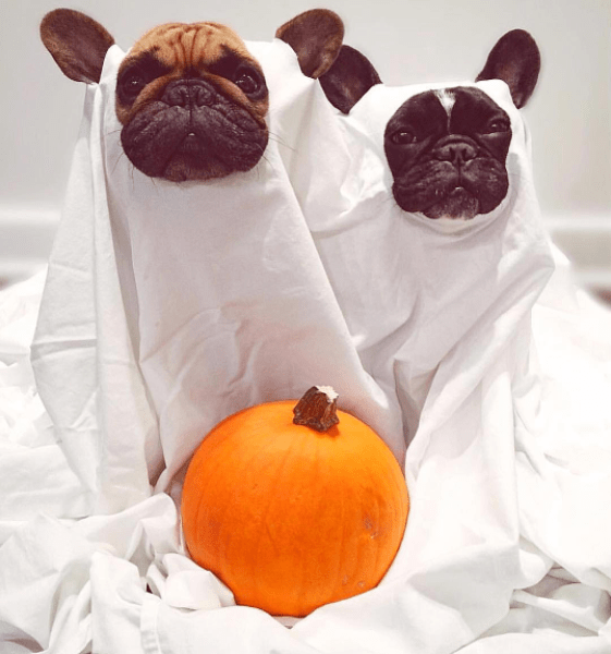 Halloween animal: 10 fotos de cachorros que já entraram no clima!