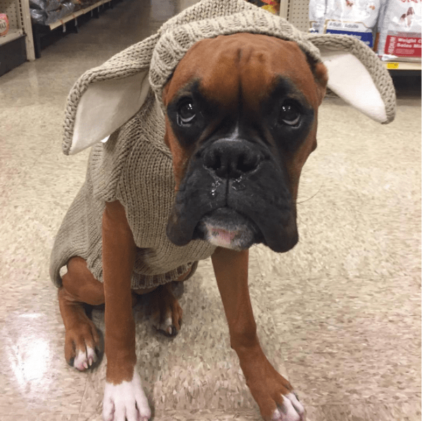 Halloween animal: 10 fotos de cachorros que já entraram no clima!