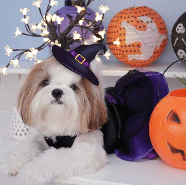 Halloween animal: 10 fotos de cachorros que já entraram no clima!