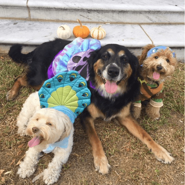 Halloween animal: 10 fotos de cachorros que já entraram no clima!