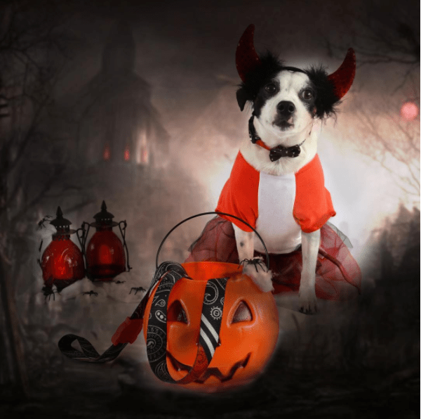 Halloween animal: 10 fotos de cachorros que já entraram no clima!