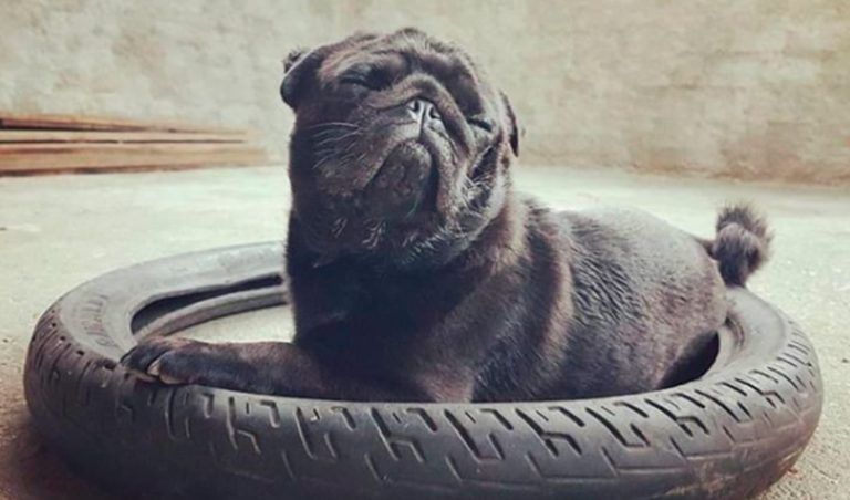 10 fotos de cachorros que parecem capa de revista