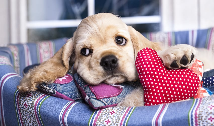 Hospedar o cachorro com parentes e amigos: vale a pena?