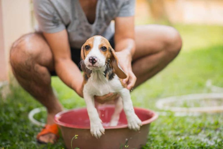 banho-no-cachorro-1