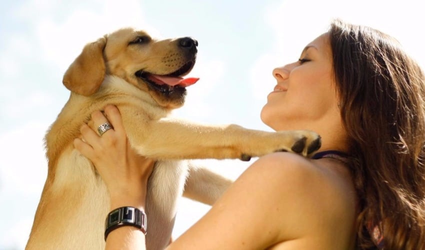 Saiba como hospedar o cãozinho na DogHero