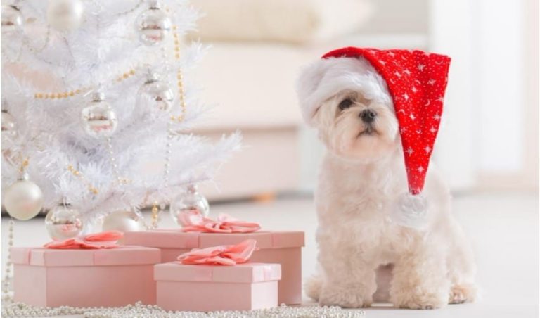 Cãezinhos que já estão no clima do Natal