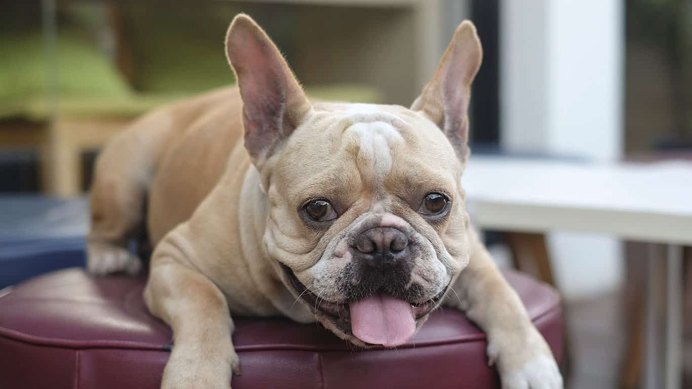 cachorro-buldogue-francês-1