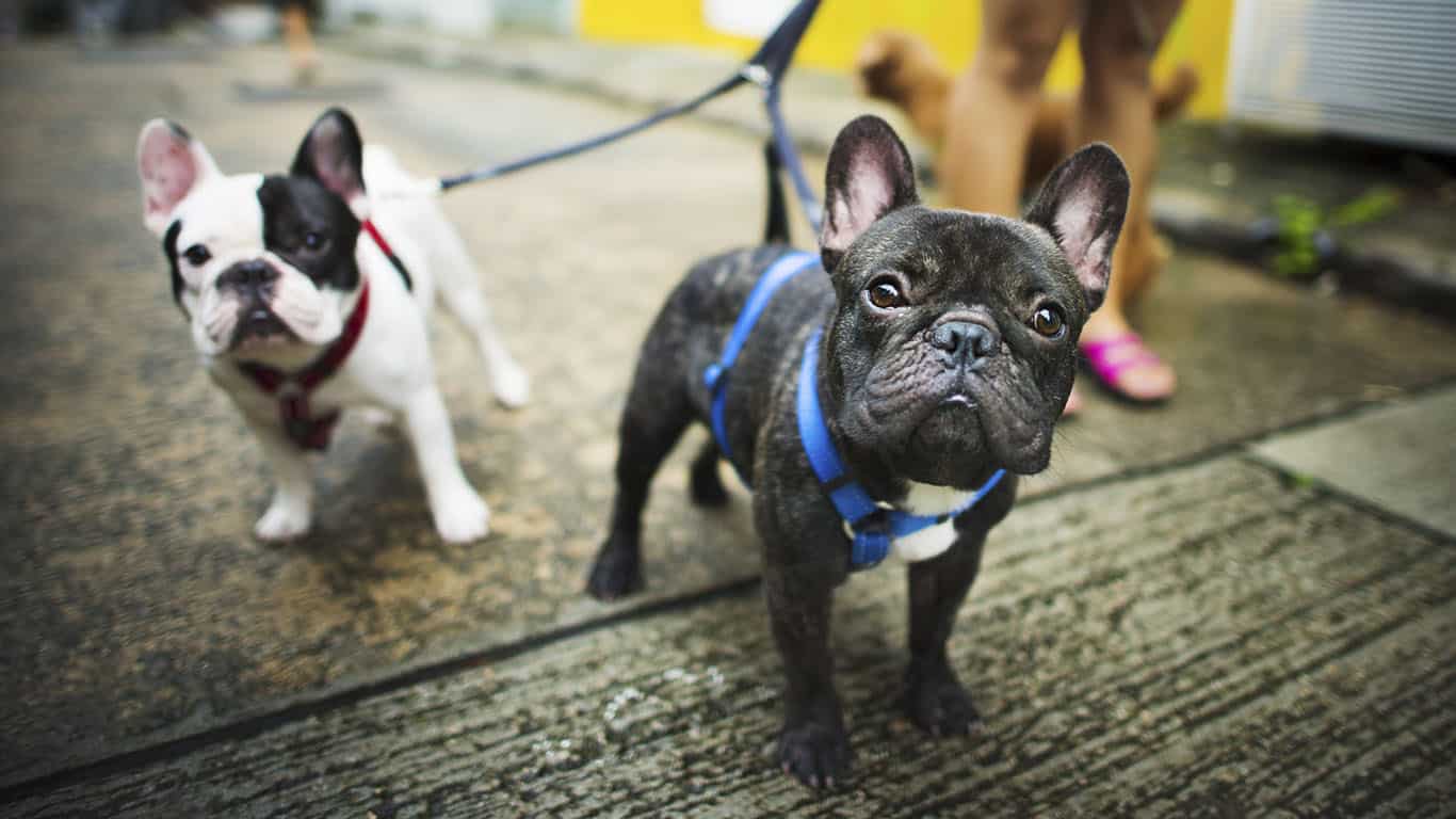 buldogue francês frenchie