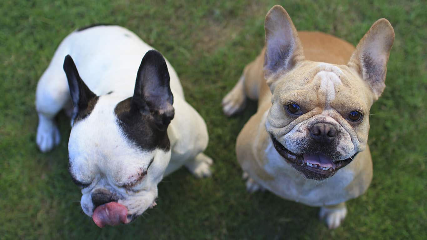 cachorro-buldogue-francês-5