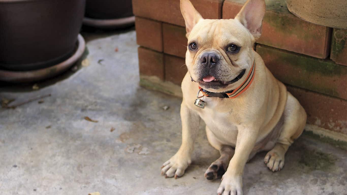 cachorro-buldogue-francês-6