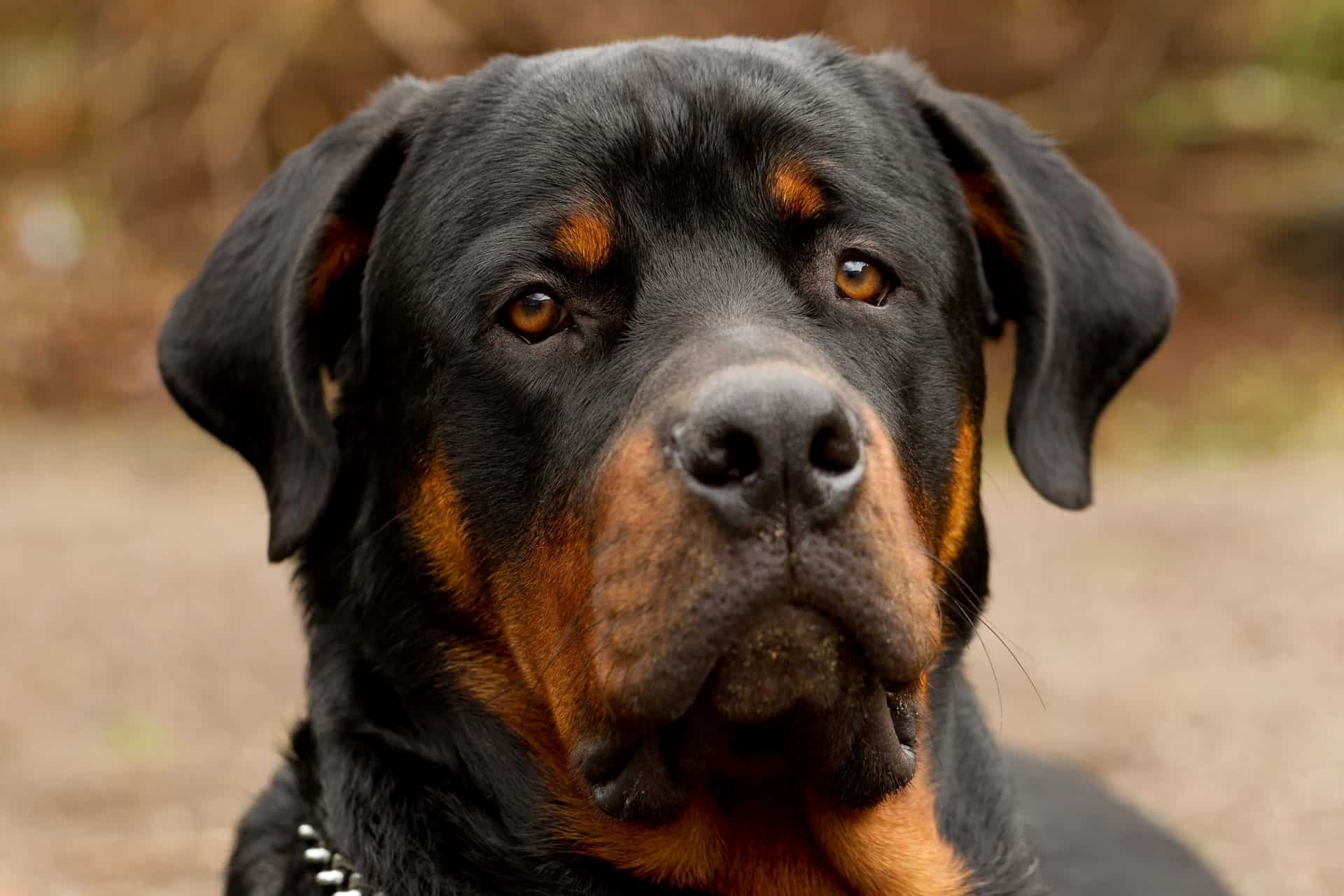 rottweiler-cores-2