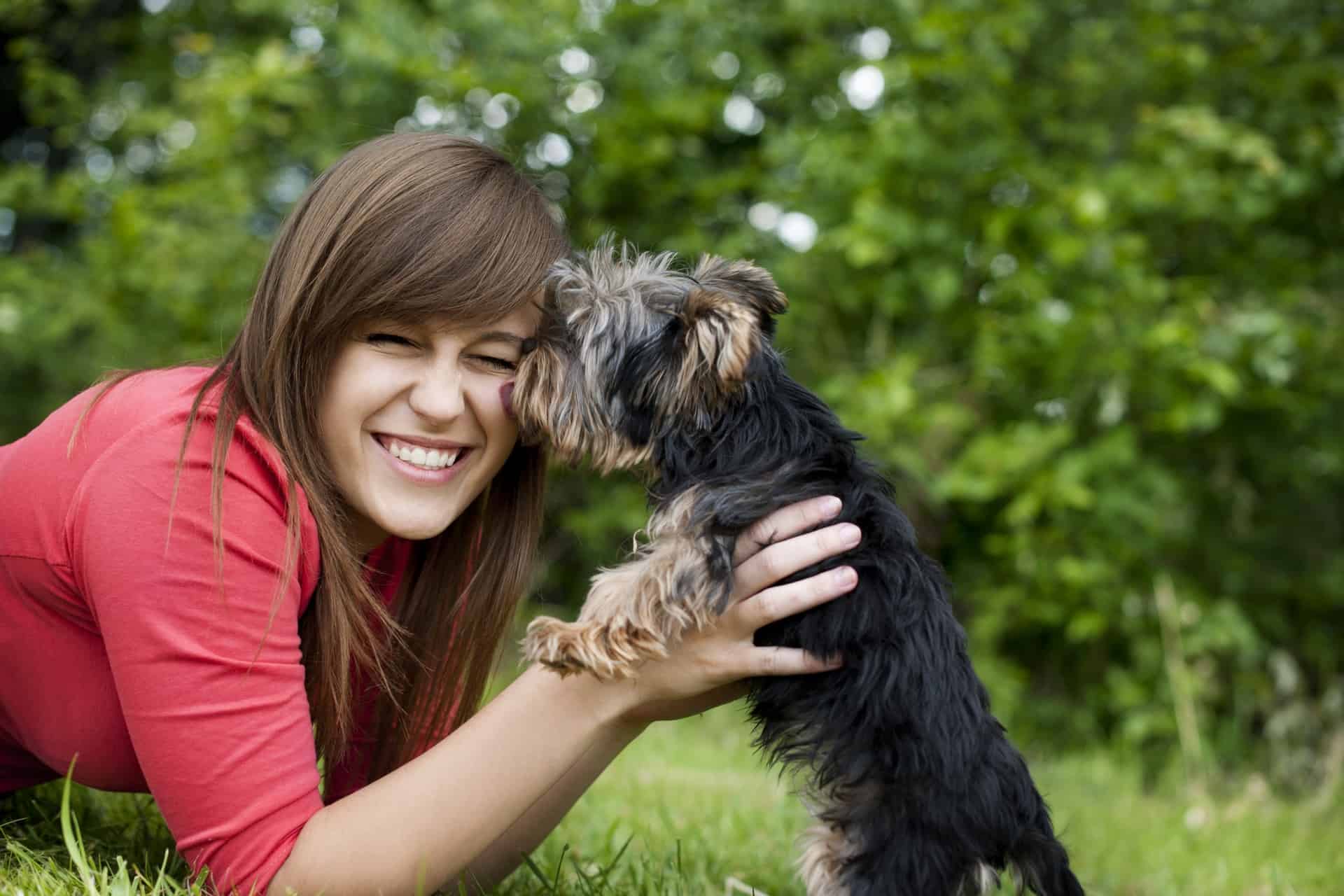 cachorro-yorkshire-1