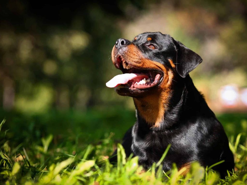 raças de cachorro grande rottweiler