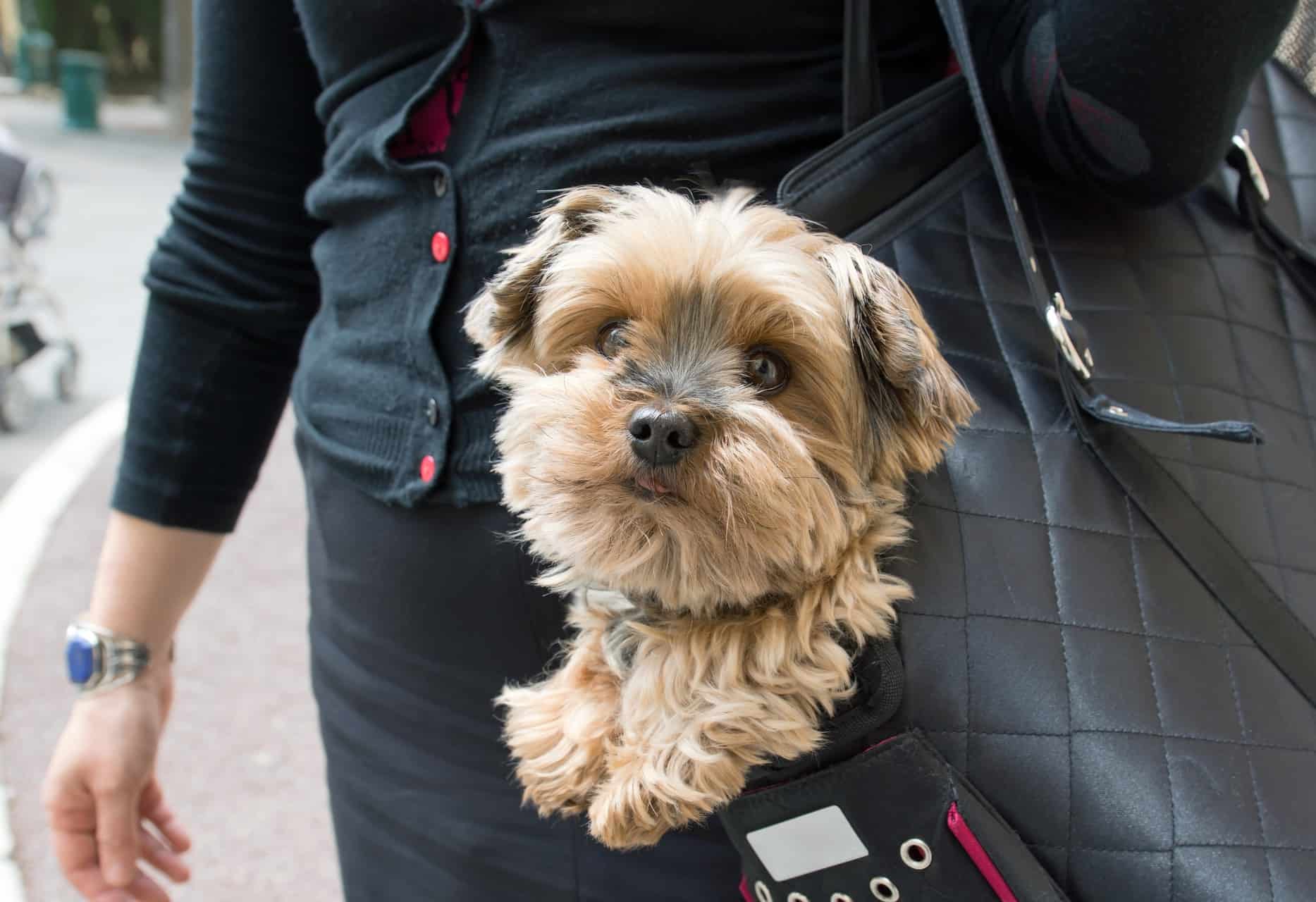 cachorro-yorkshire-2