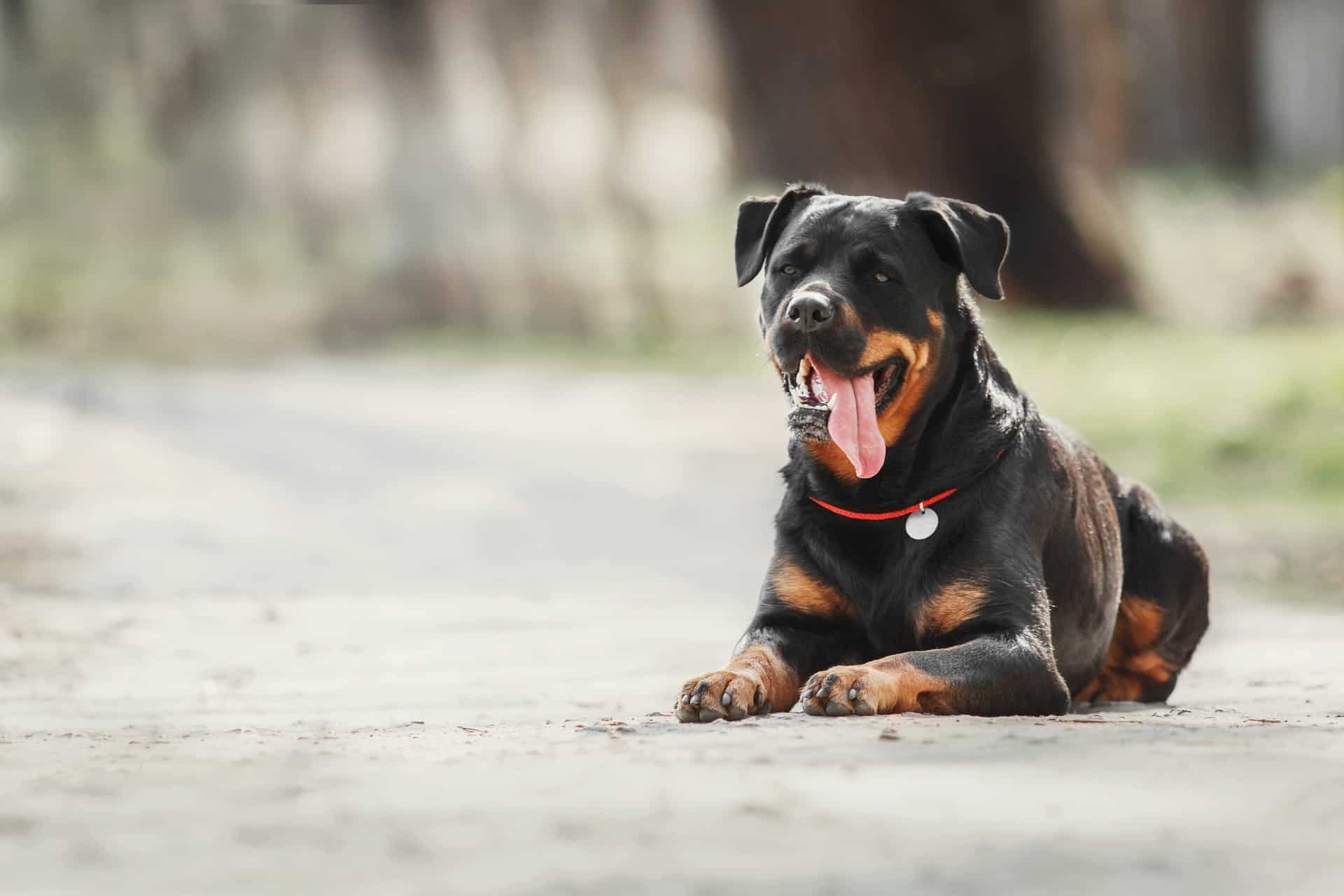 cachorro-rottweiler-6