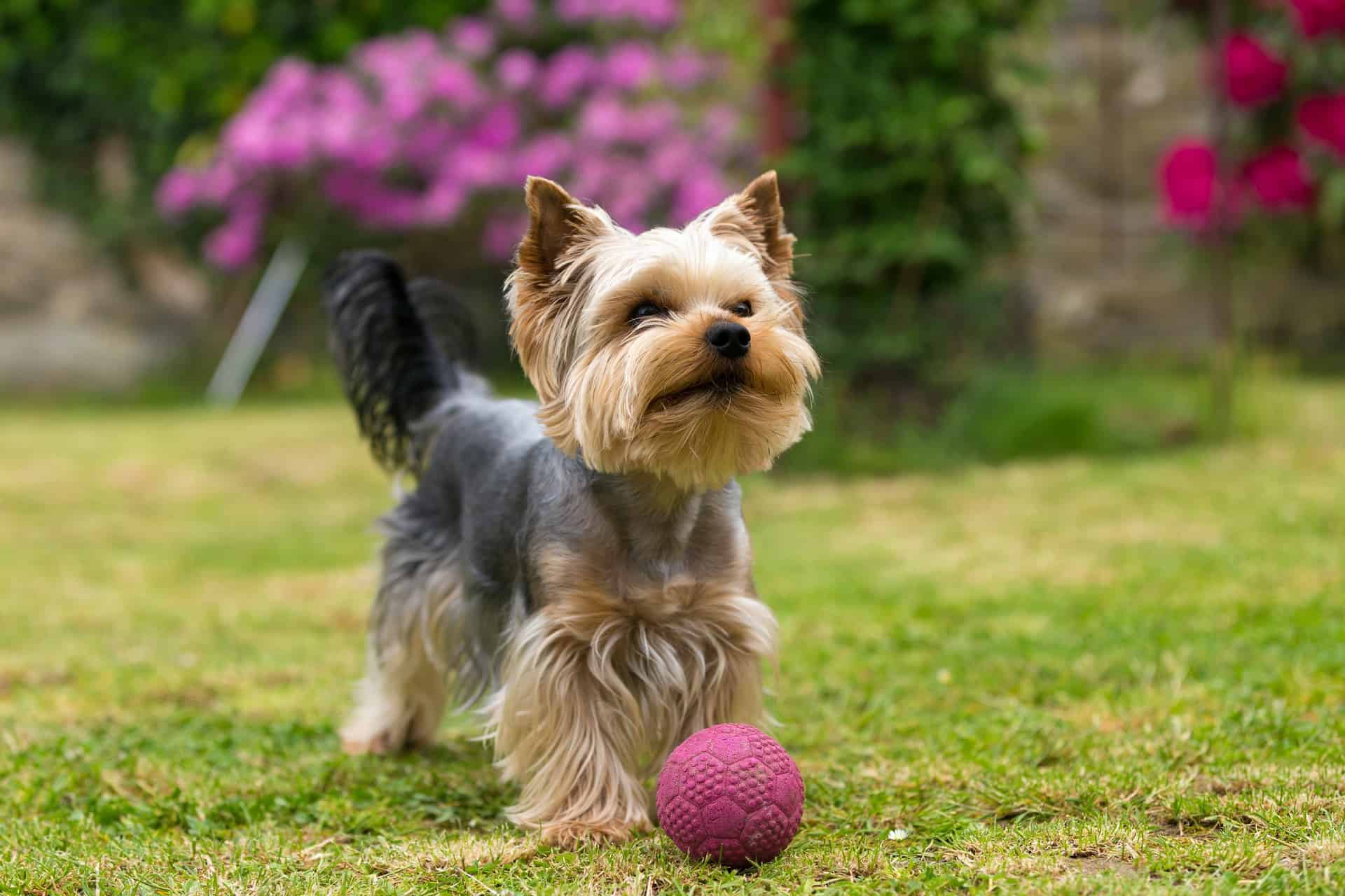 Yorkshire terrier porte pequeno