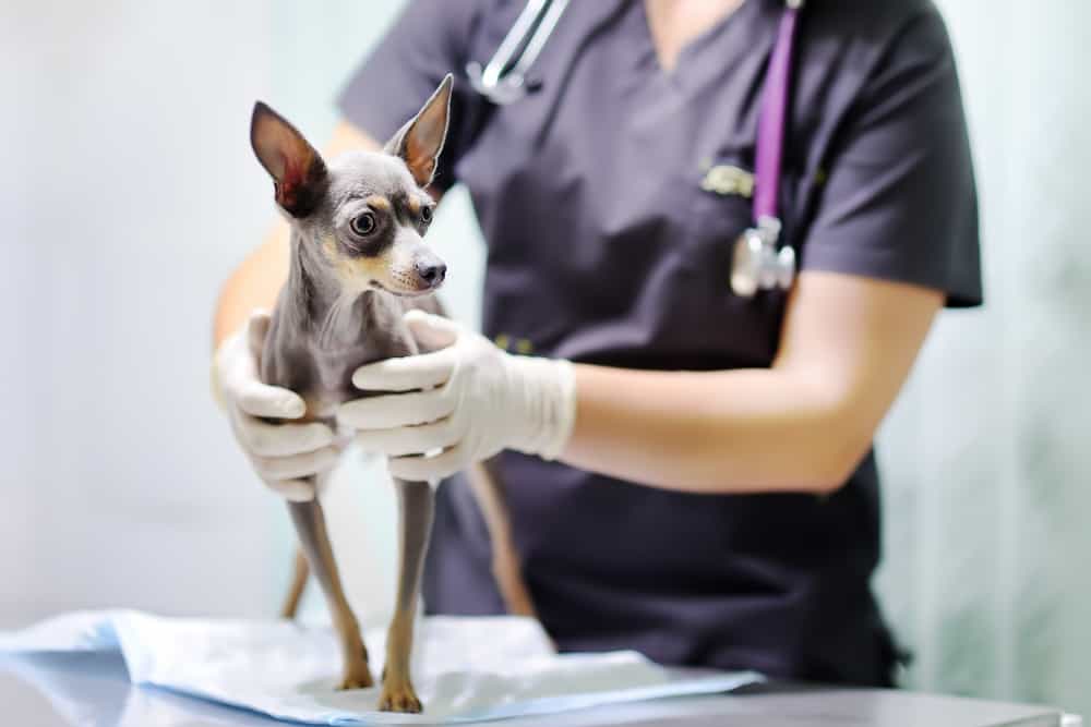 cachorro doente com leishmaniose canina