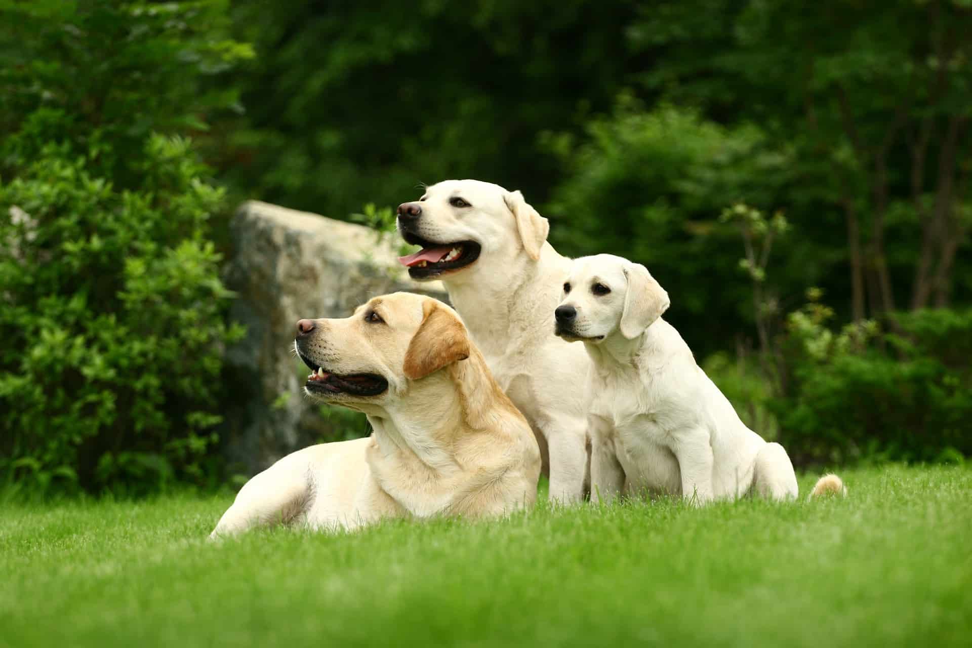 cachorro-labrador-3