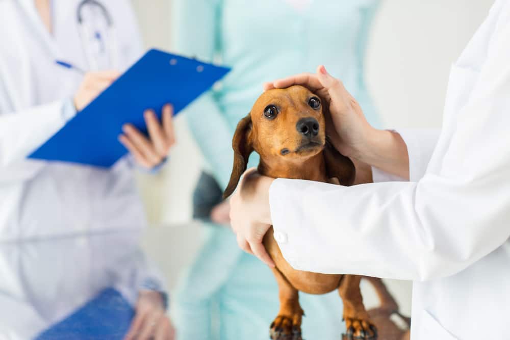 plano-de-saúde-para-cachorro