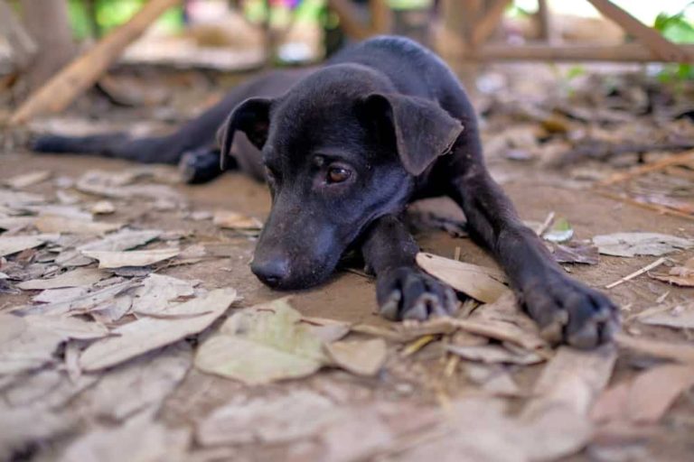 como tratar sarna em cachorro