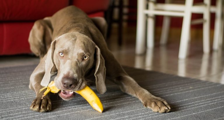 cachorro-pode-comer-banana