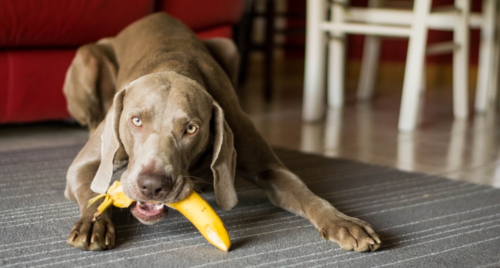 Cachorro pode comer banana