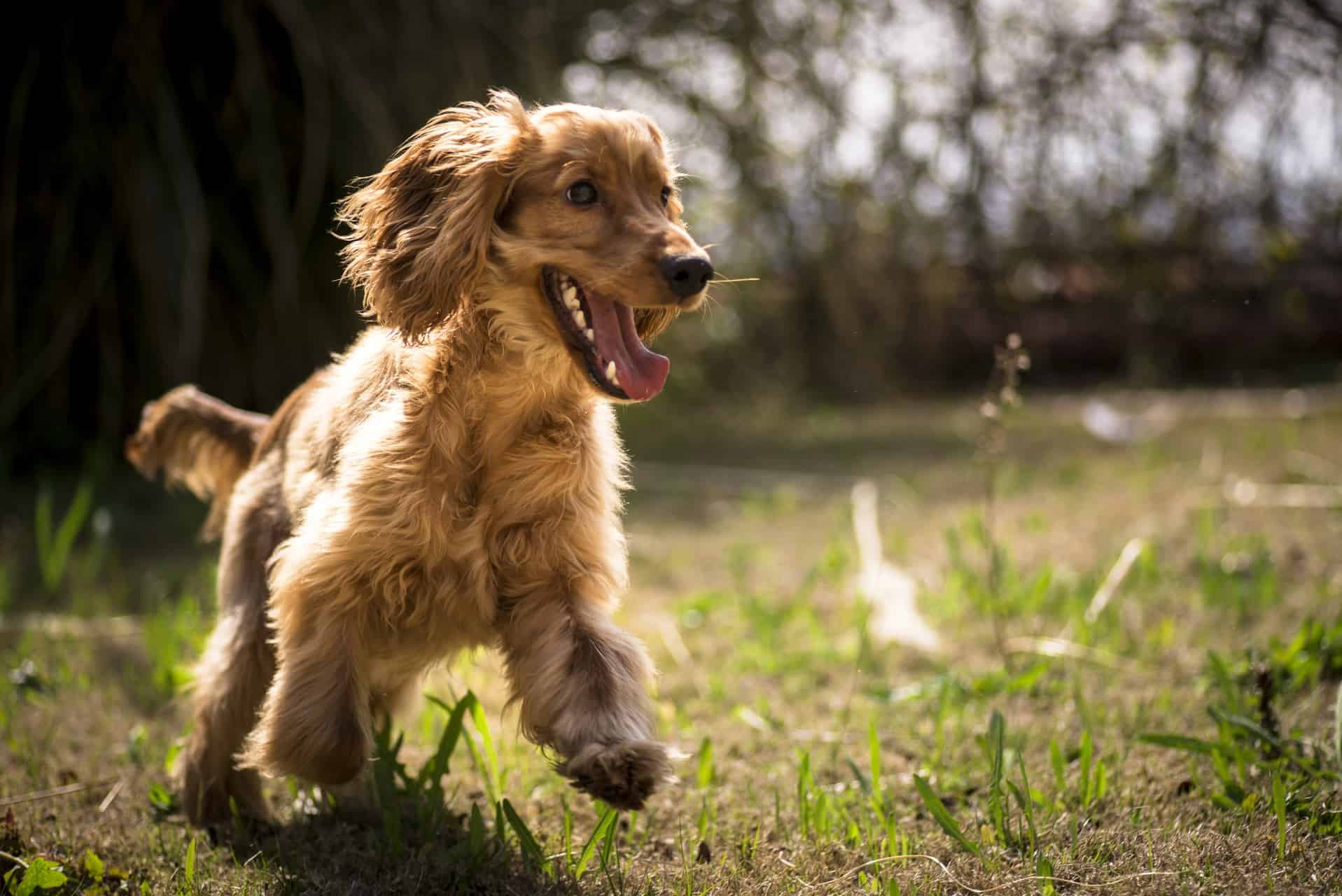 cachorro-cocker-spaniel-ingles-1