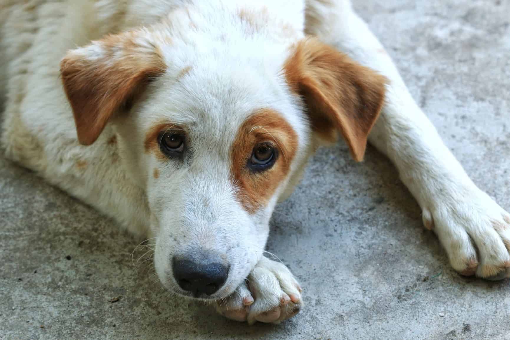 cachorro-urinando-sangue