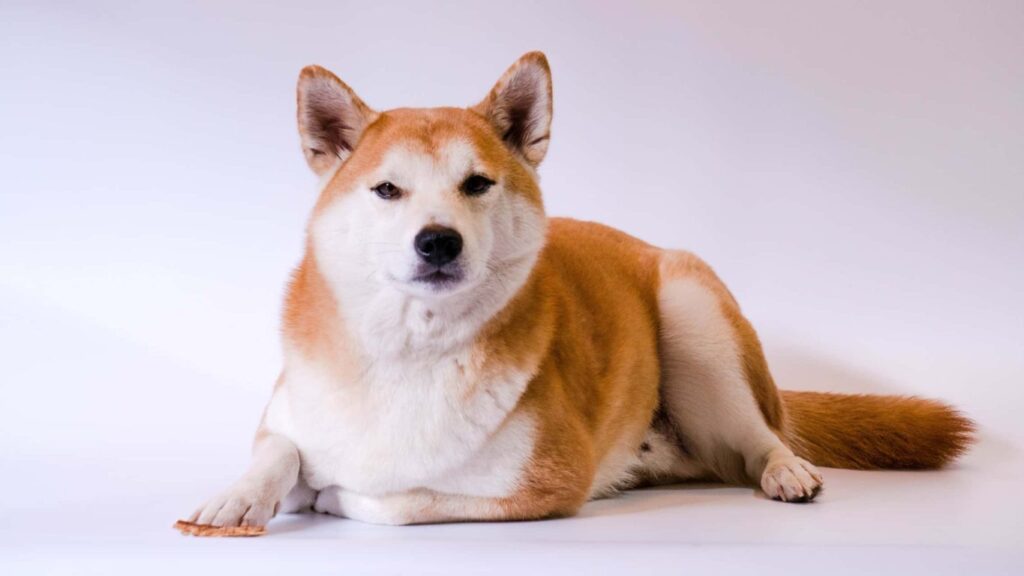 grande akita