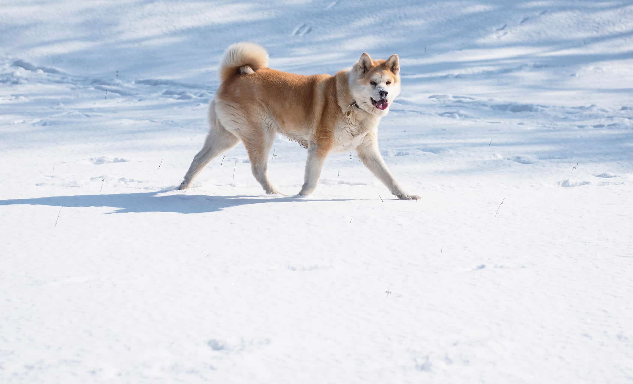 cachorro-akita-2