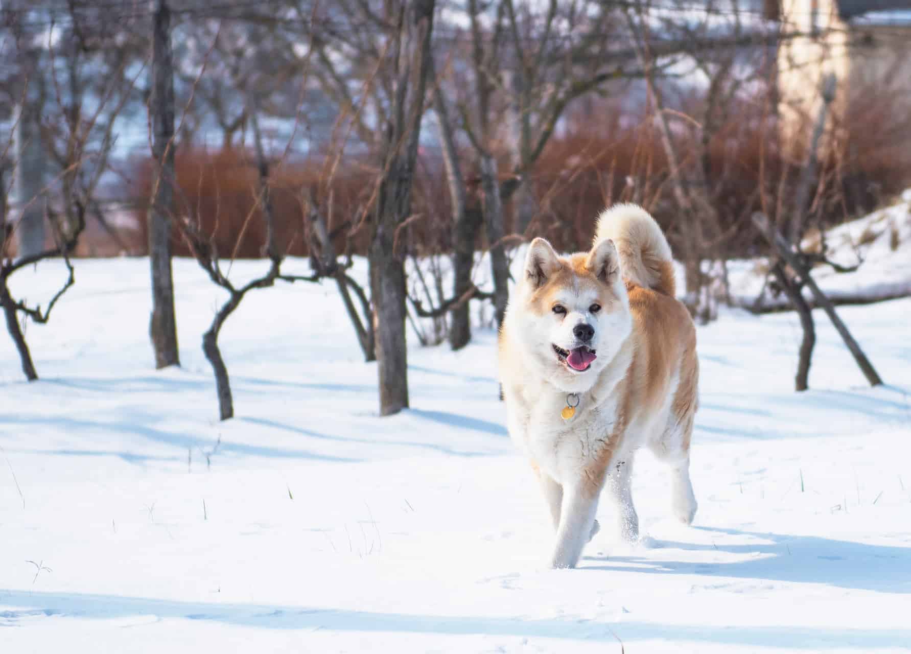 cachorro-akita-3