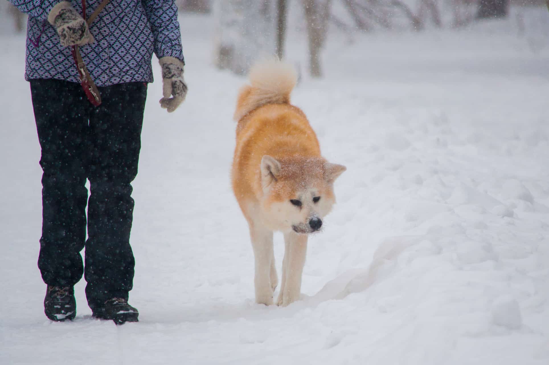 cachorro-akita-4