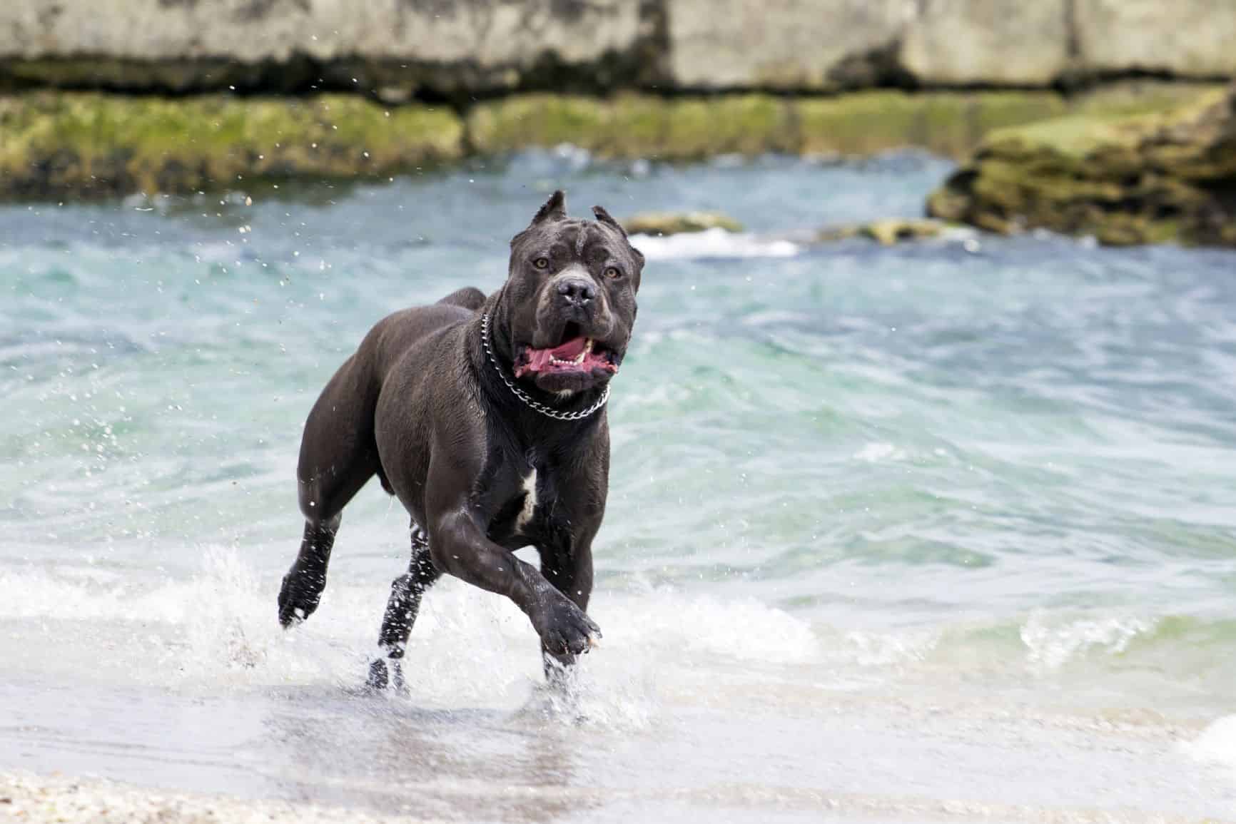 raças de cachorro grande cane corso