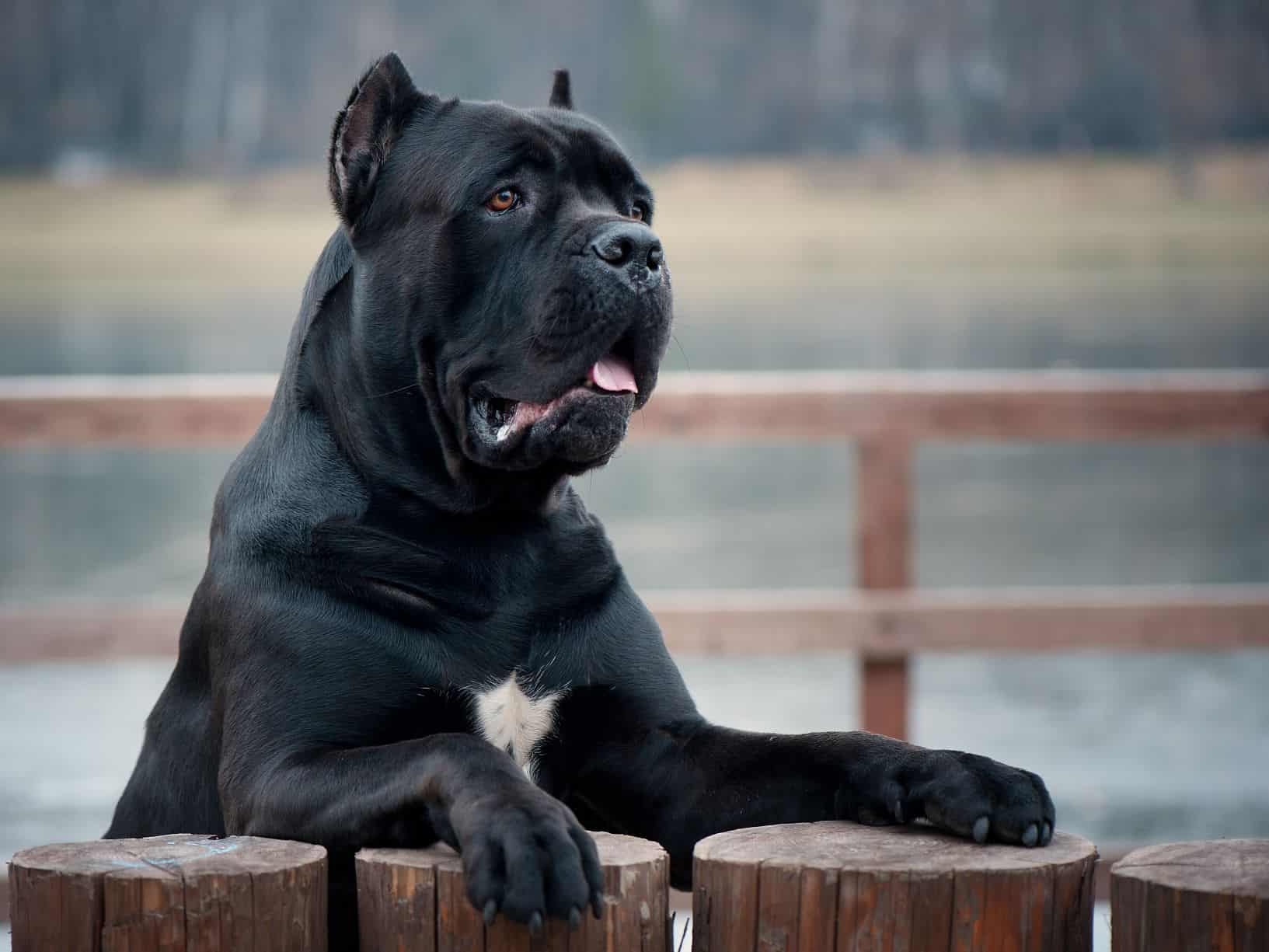 cachorro-cane-corso-4