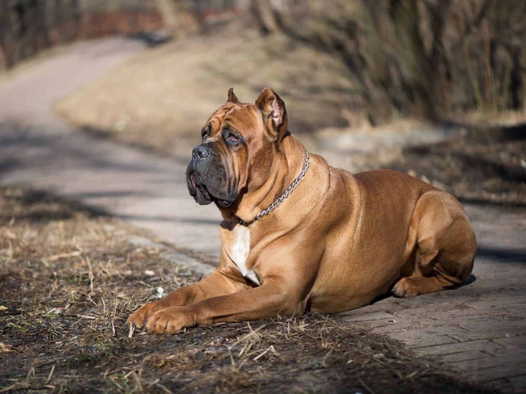 raças de grande porte cane corso