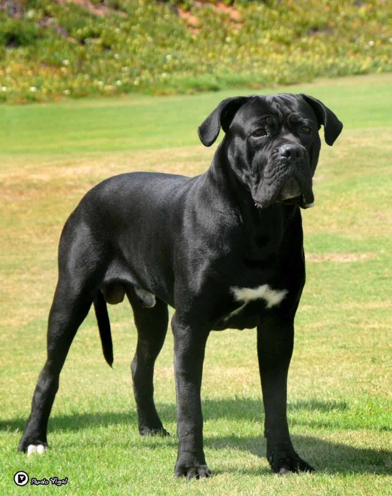 cane corso