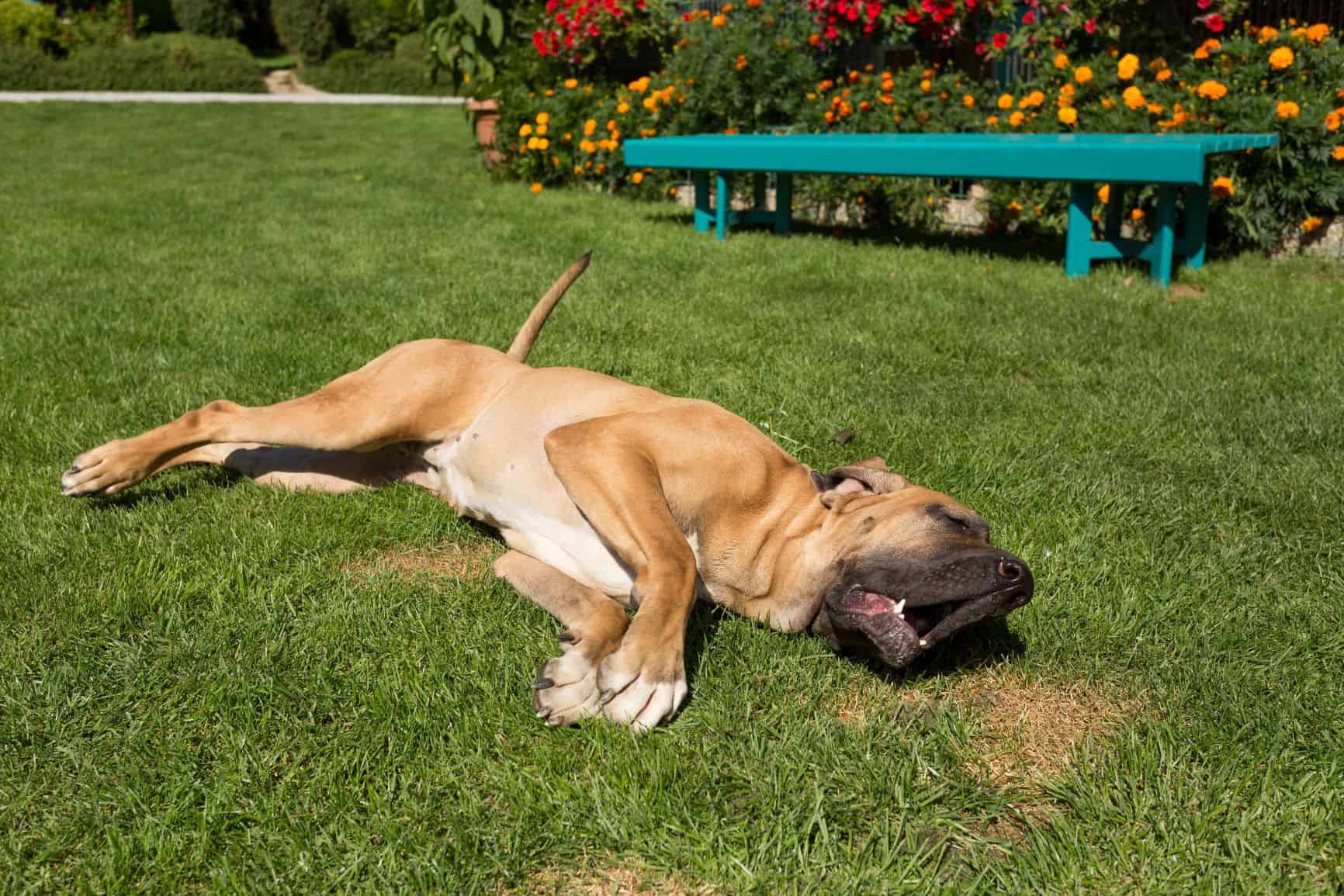 cachorro-fila-brasileiro-4