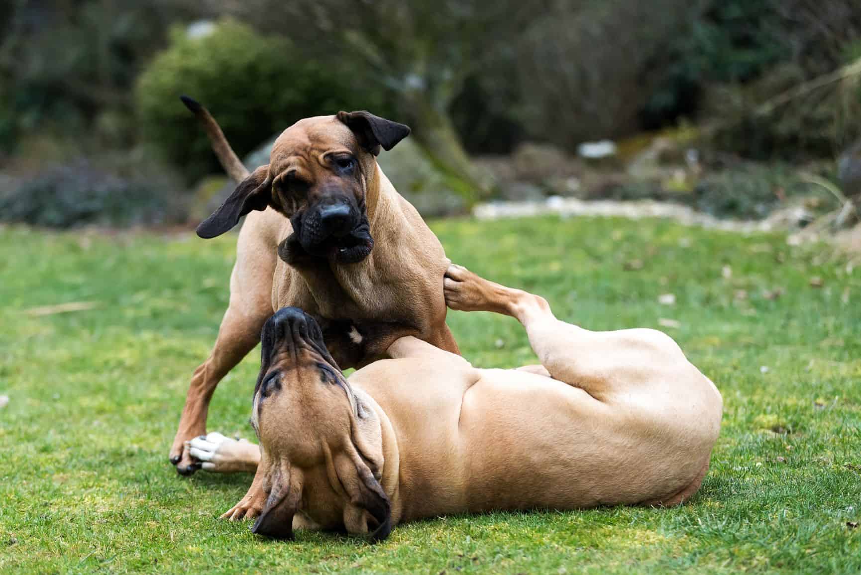 cachorro-fila-brasileiro-2