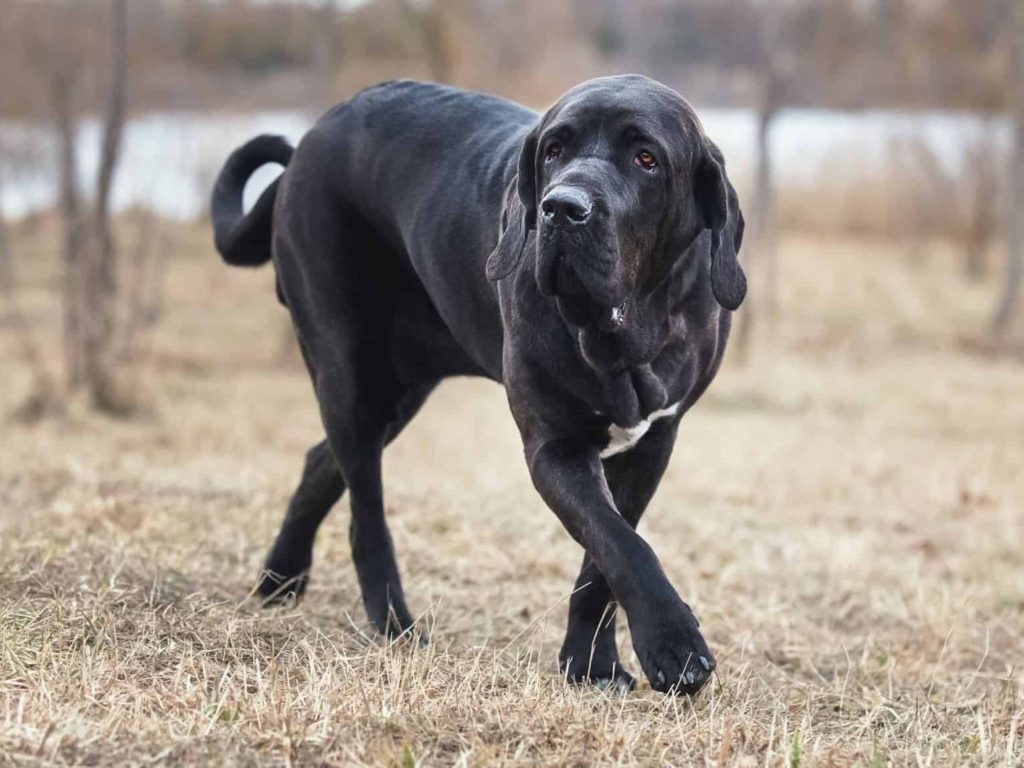 raça de cachorro grande fila brasileiro