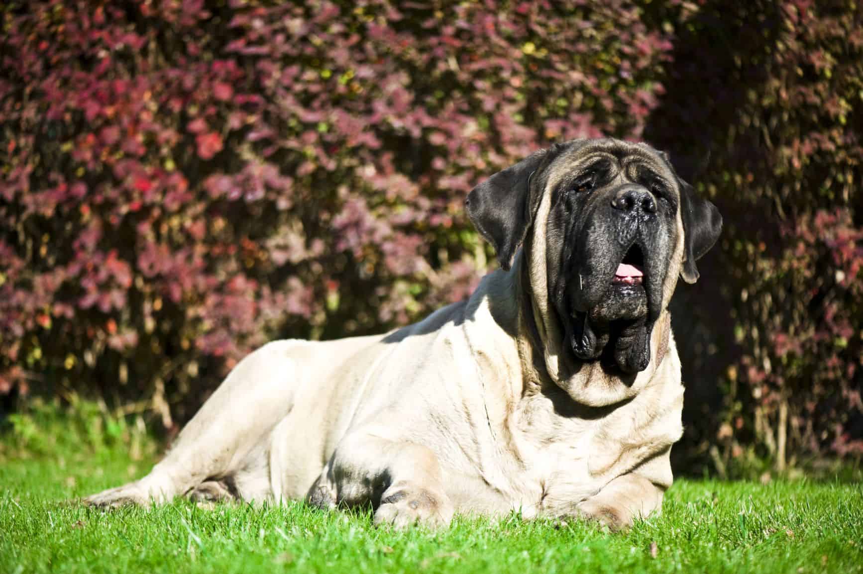 cachorro-mastiff-2