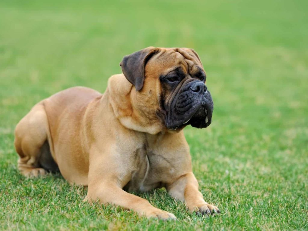 cão de guarda mastiff