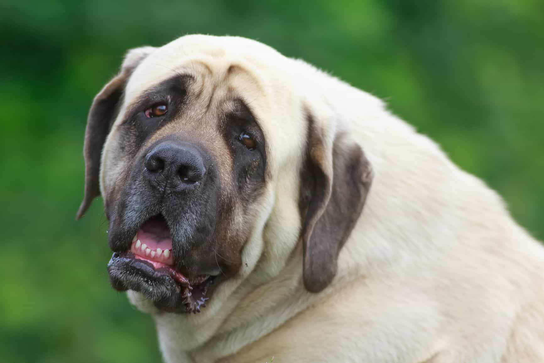 cachorro-mastiff-4