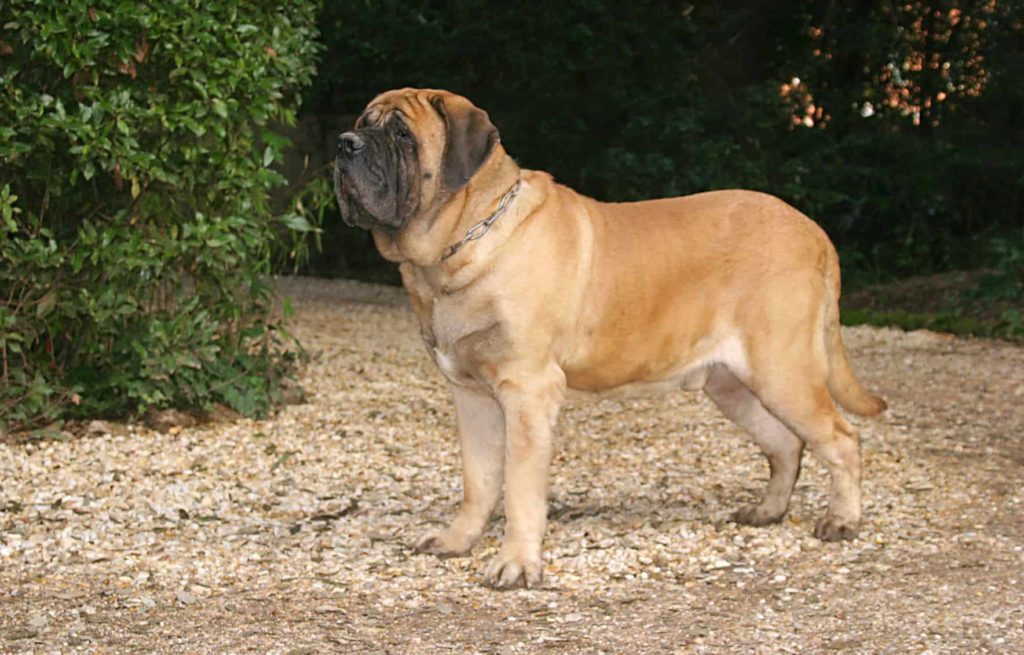 mastiff inglês