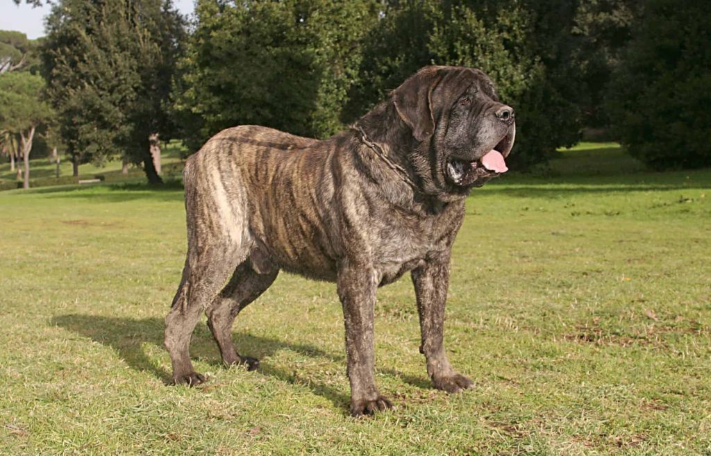 cores-mastiff-1