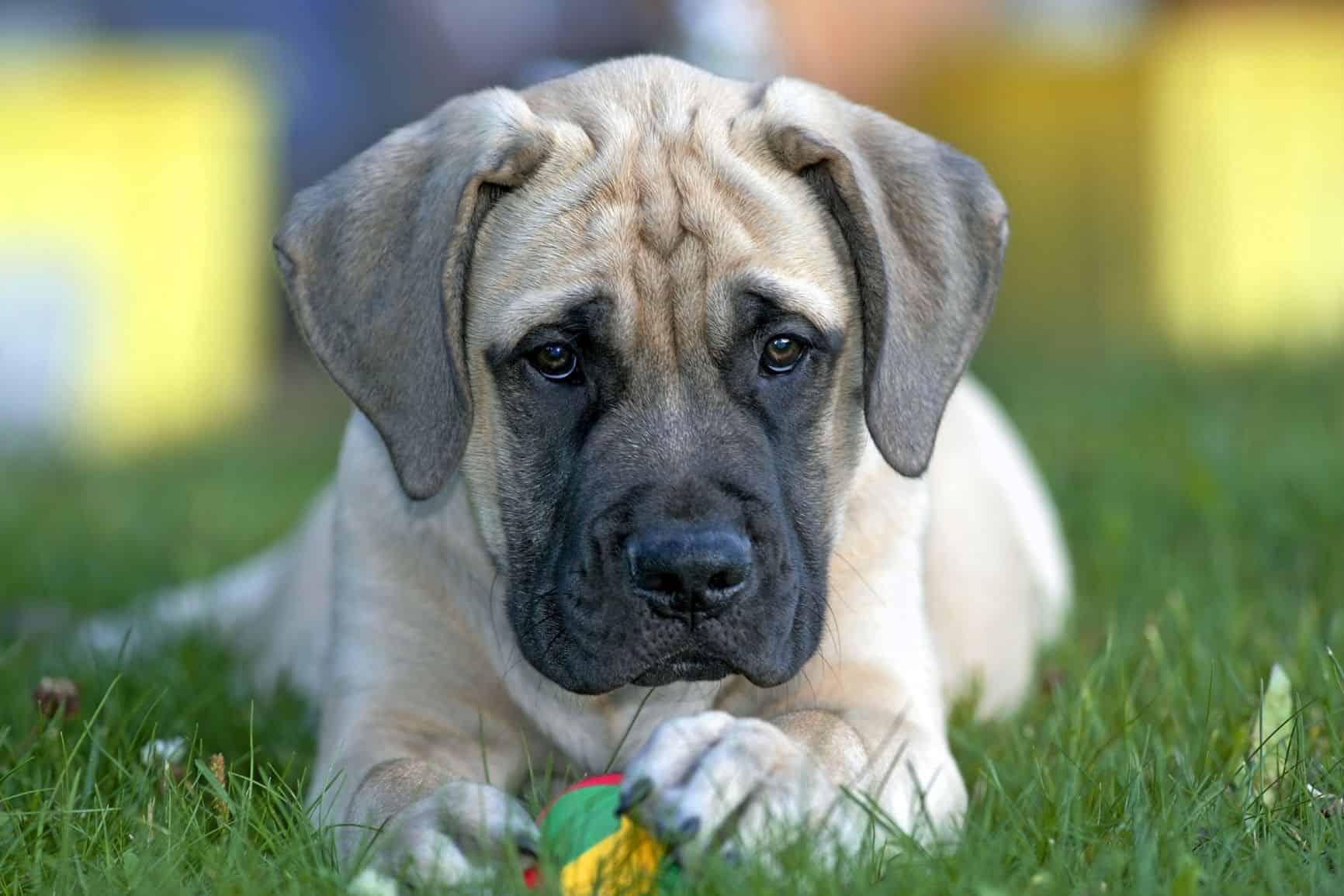 cachorro-mastiff-1