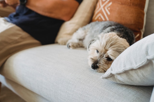 cachorro da raça yorkshire deitado no sofá, com semblante triste