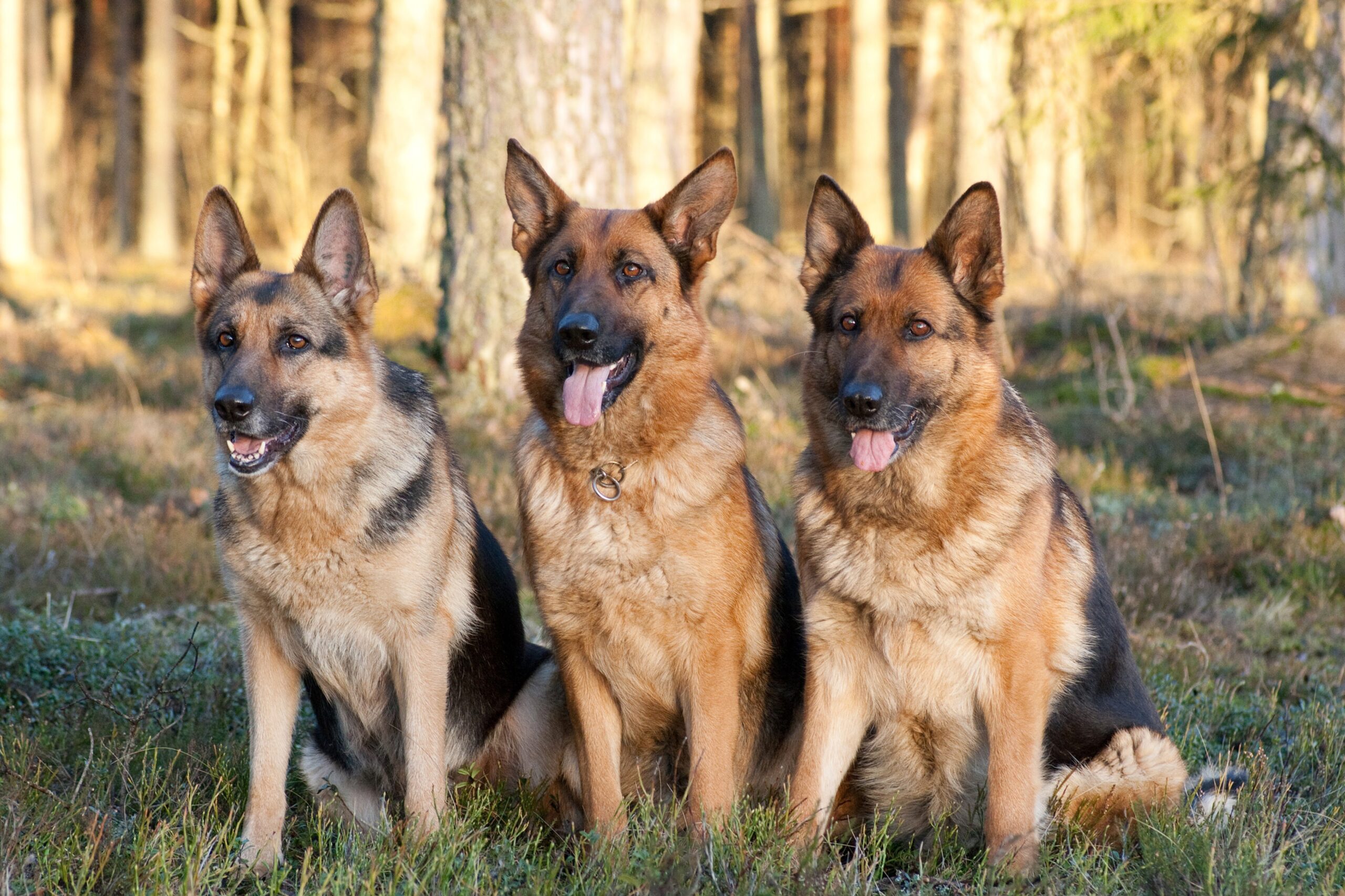 cachorro-pastor-alemao-1