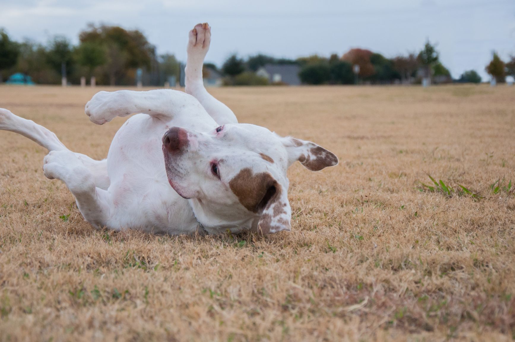 cachorro-dogo-argentino-5