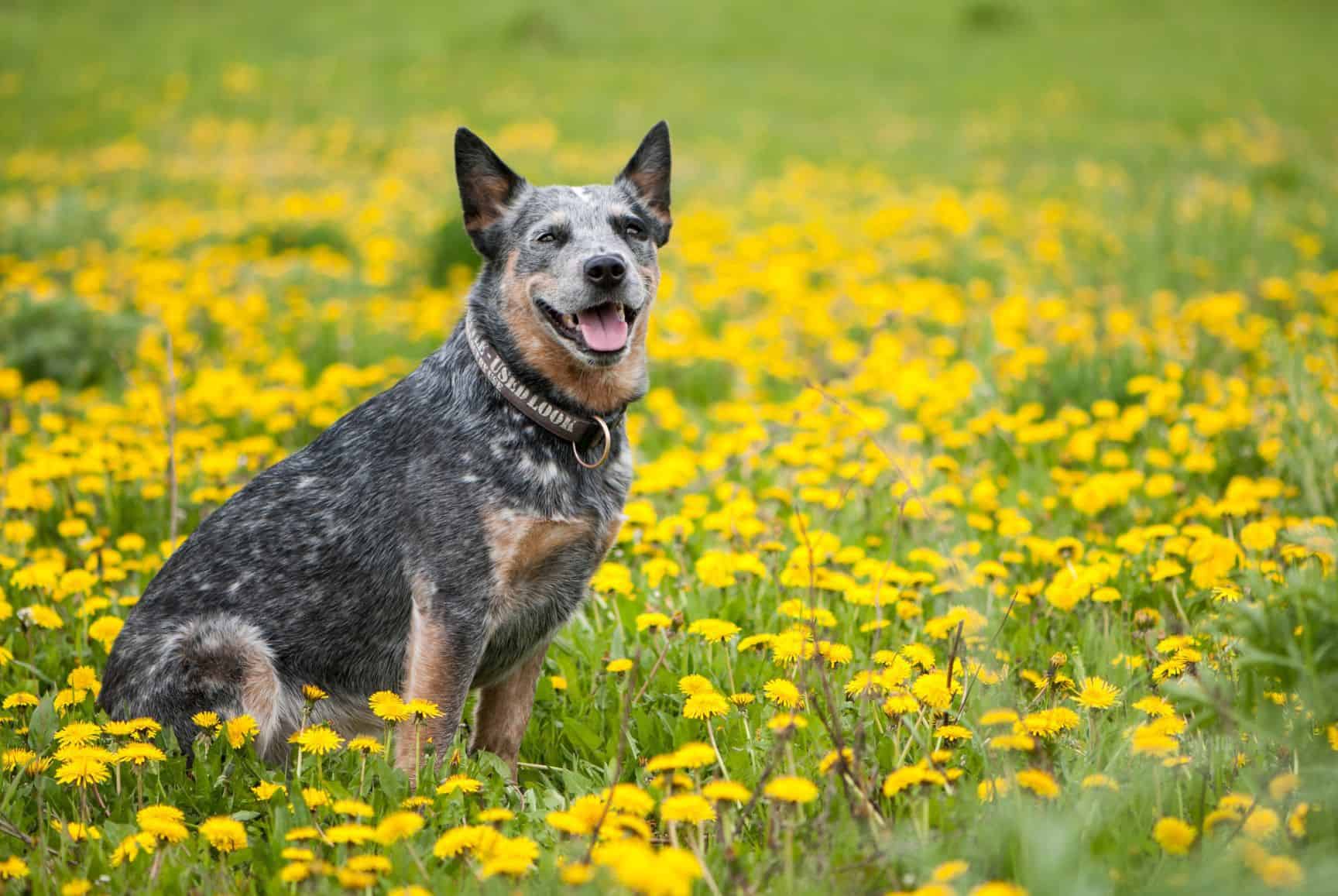 cachorro-boiadeiro-australiano-5