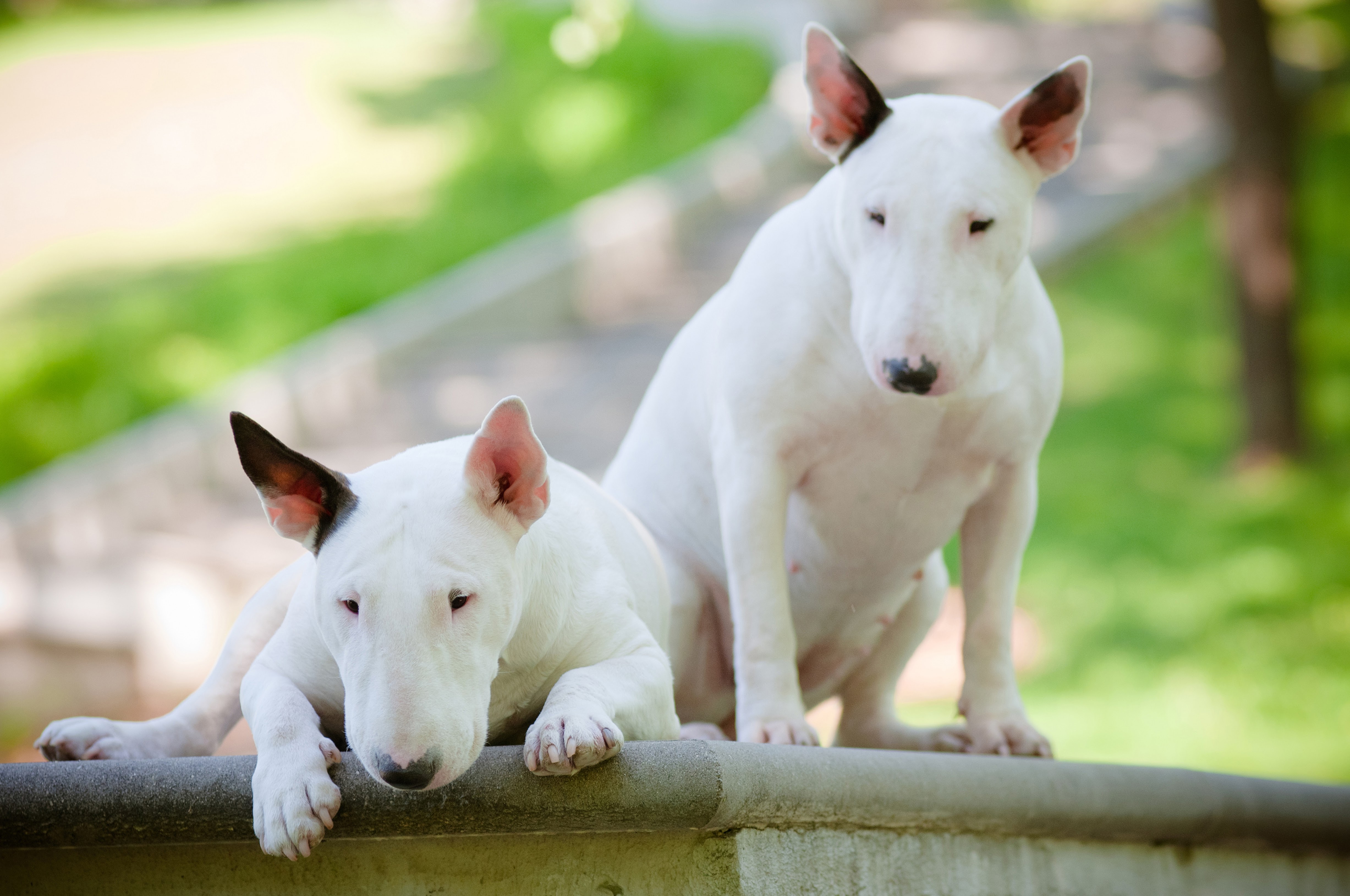 cores-bull-terrier-2